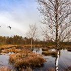 Pietzmoor in der Lüneburger-Heide