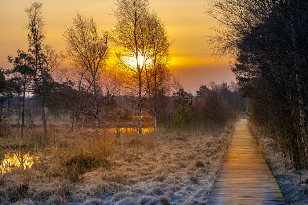 Pietzmoor Lüneburger Heide