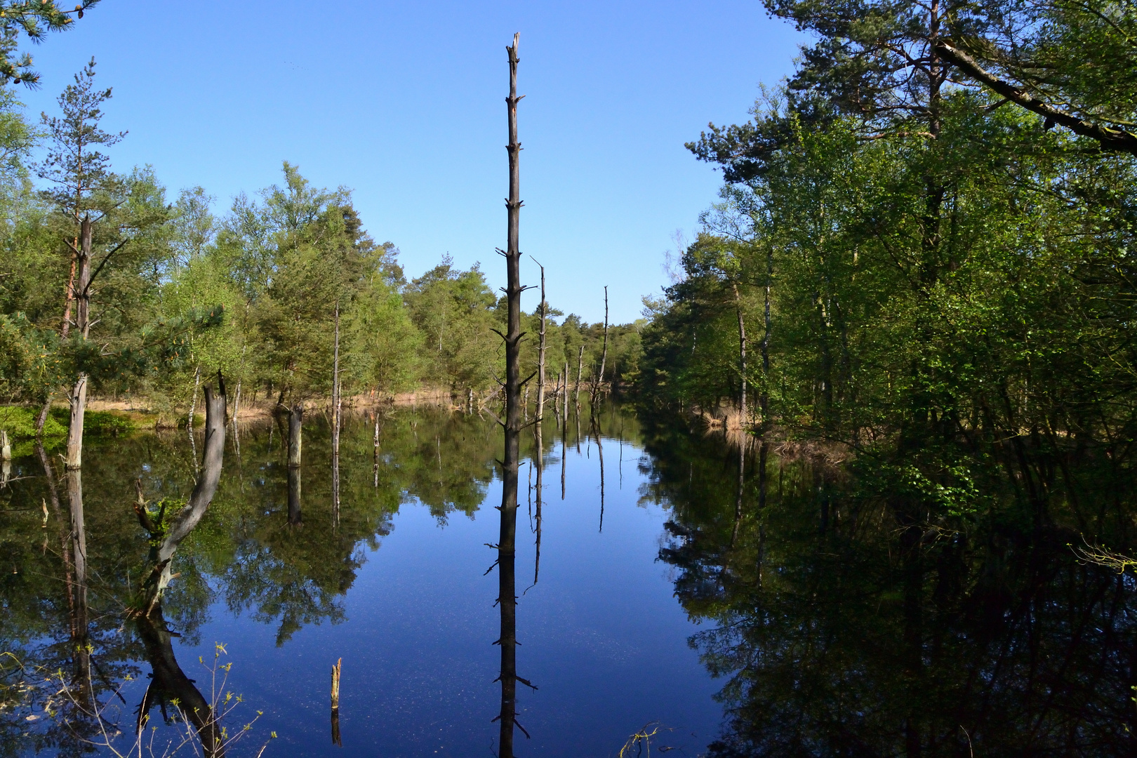 Pietzmoor Lüneburger Heide