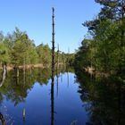 Pietzmoor Lüneburger Heide