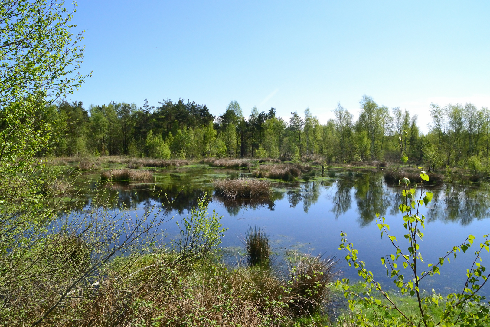 Pietzmoor Lüneburger Heide