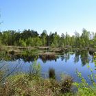 Pietzmoor Lüneburger Heide