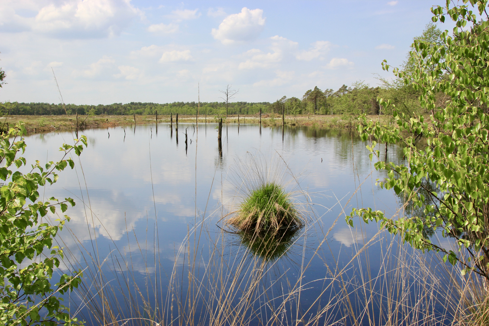 Pietzmoor / Lüneburger Heide