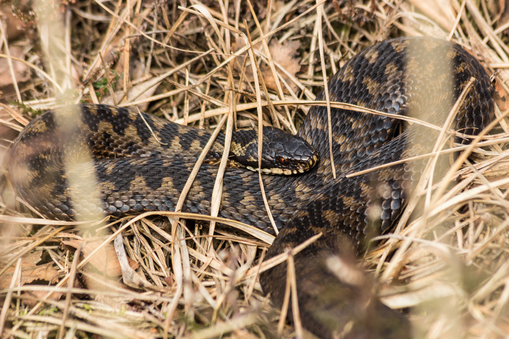 Pietzmoor Schlangengrube