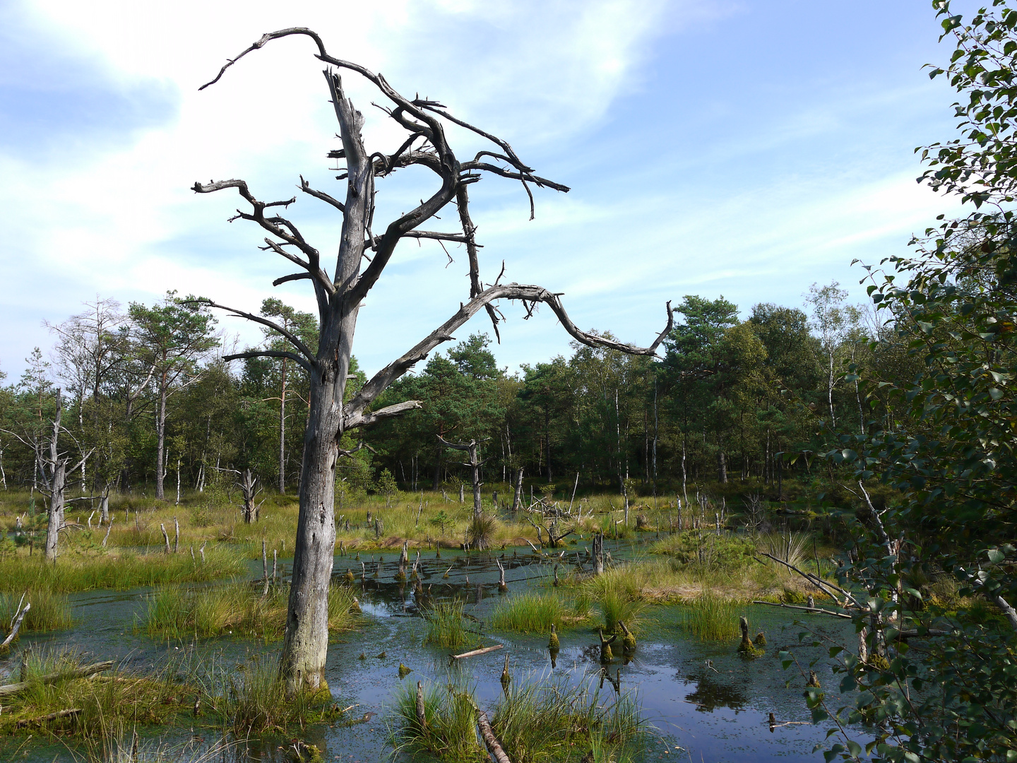 Pietzmoor Schneverdingen