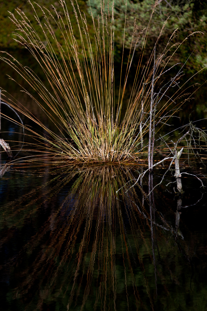 Pietzmoor / Schneverdingen / Lüneburger Heide