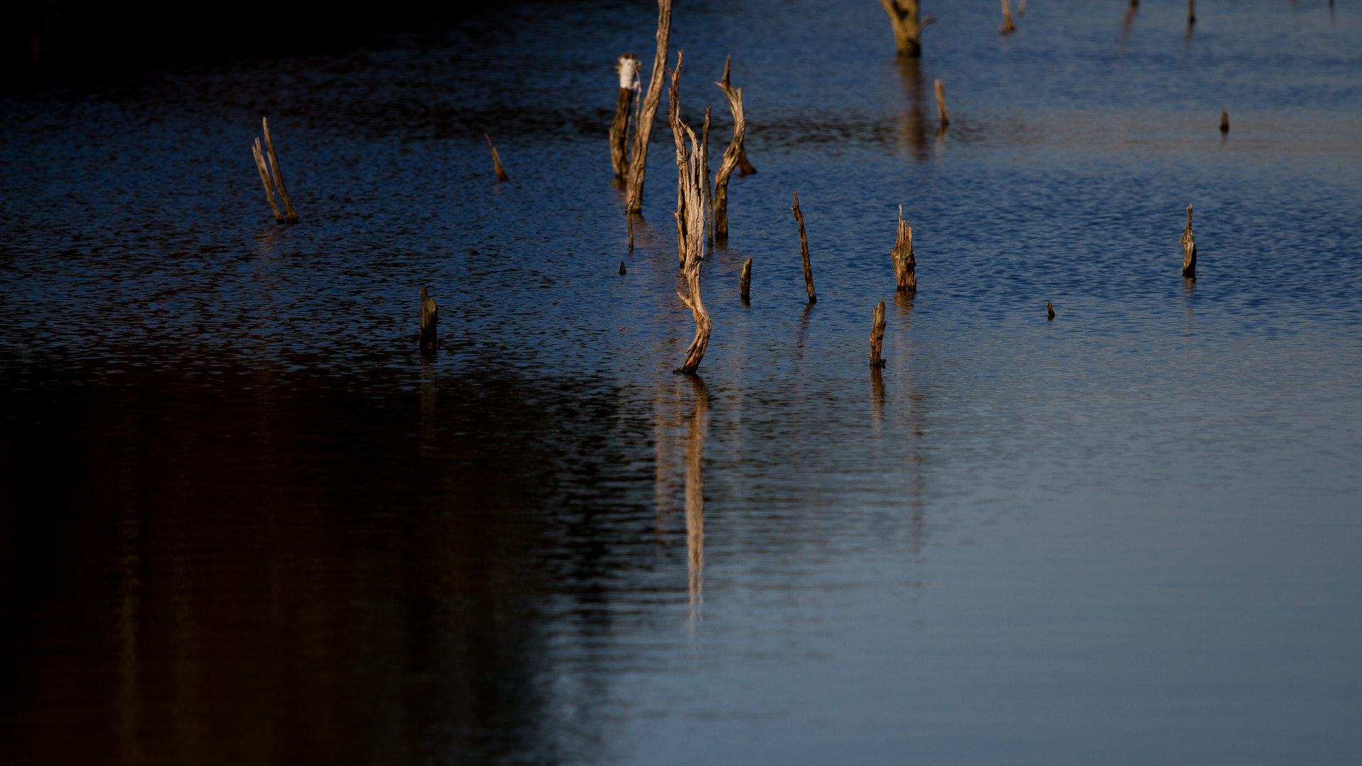 Pietzmoor / Schneverdingen / Lüneburger Heide