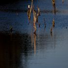 Pietzmoor / Schneverdingen / Lüneburger Heide