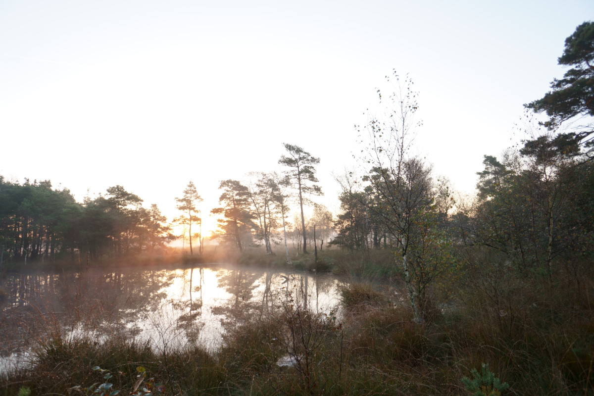 Pietzmoor Sonnenaufgang