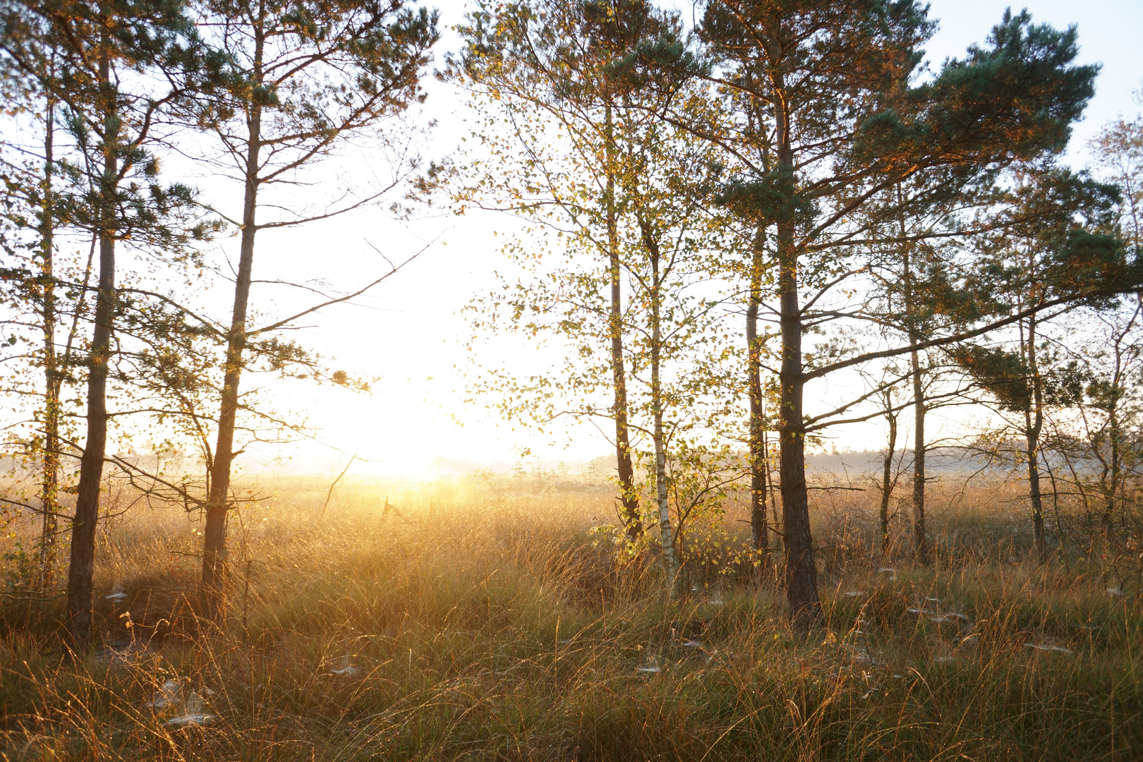 Pietzmoor Sonnenaufgang2