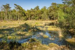 Pietzmoor V - Lüneburger Heide