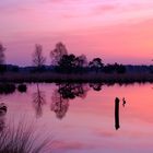 Pietzmoor vor Sonnenaufgang