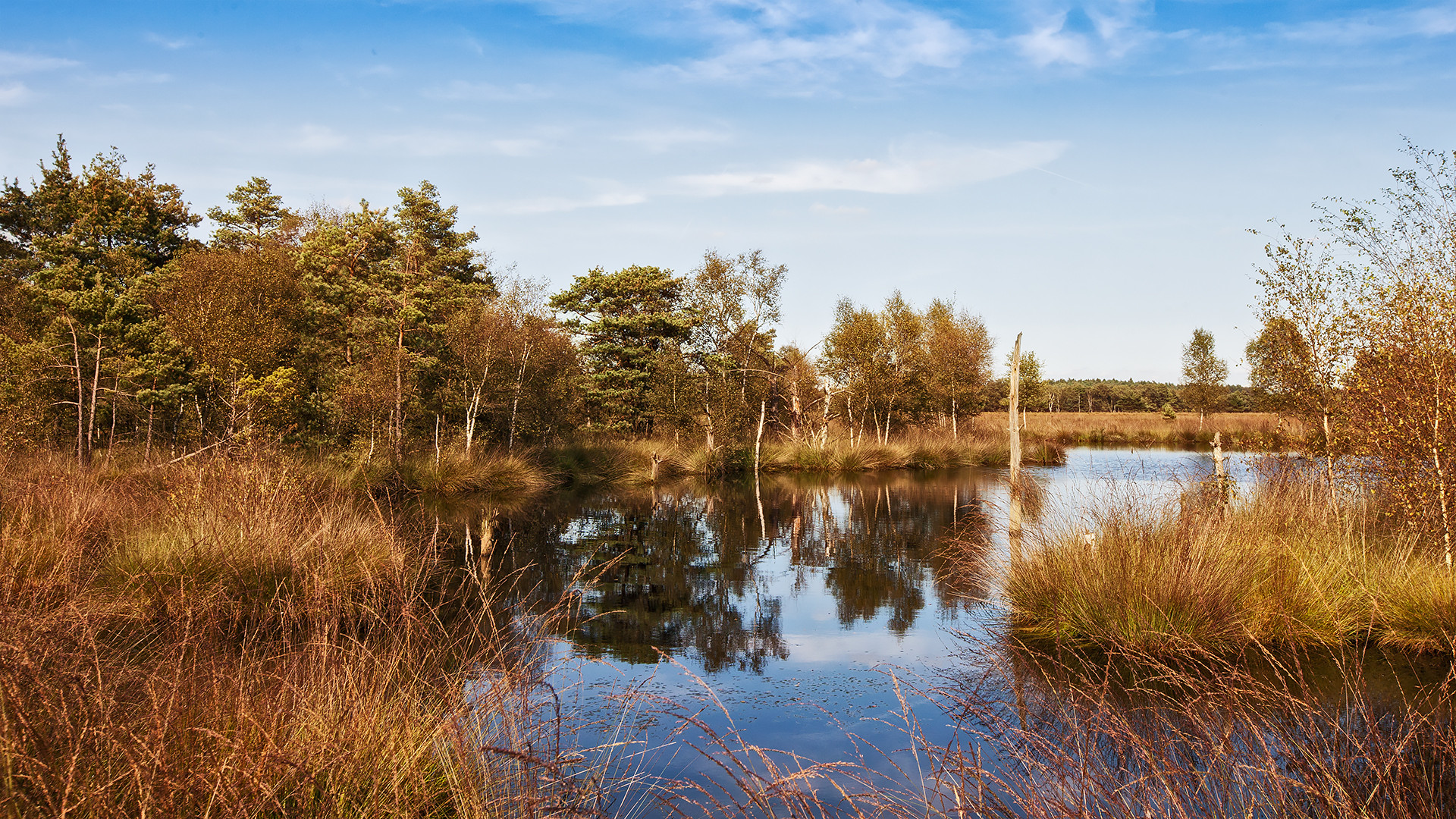 Pietzmoor.Lüneburgerheide