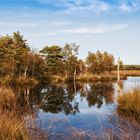 Pietzmoor.Lüneburgerheide