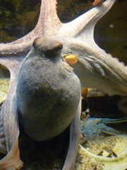 Pieuvre- Aquarium de St Malo