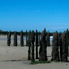 Pieux à moules au cap Gris-Nez