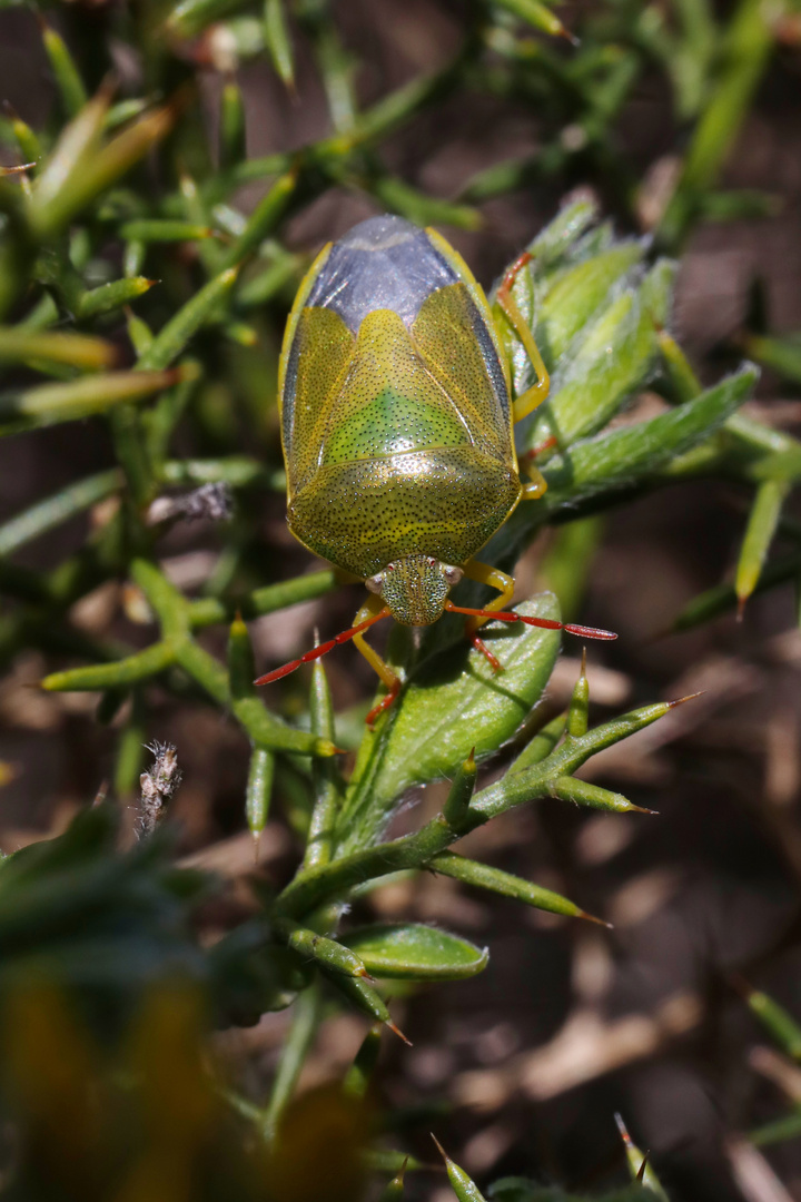 Piezodorus Lituratus - Gorse Shield Bug