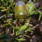 Piezodorus Lituratus - Gorse Shield Bug