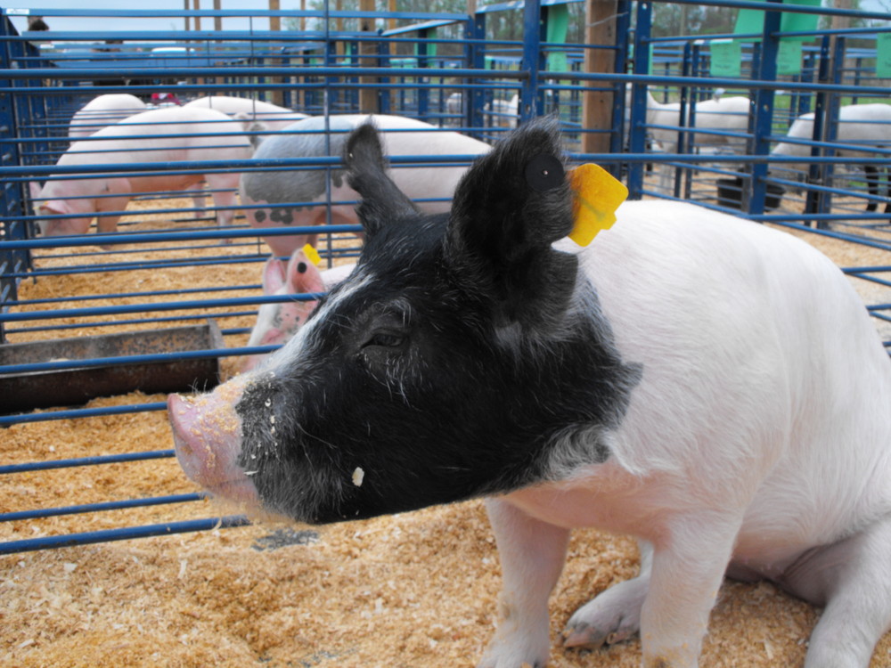 Pig at 4-H Tyrrell Livestock show