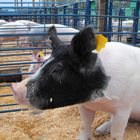 Pig at 4-H Tyrrell Livestock show