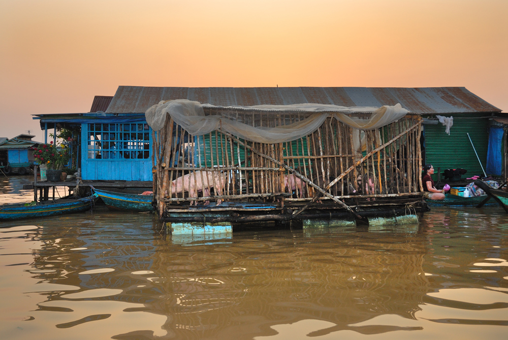 Pig breeding on floating pontoon on the Tonlé Sap lake