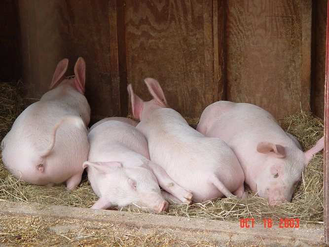 Pig Butt Sleeping