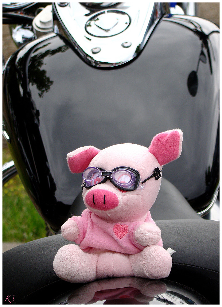 Pig on Bike