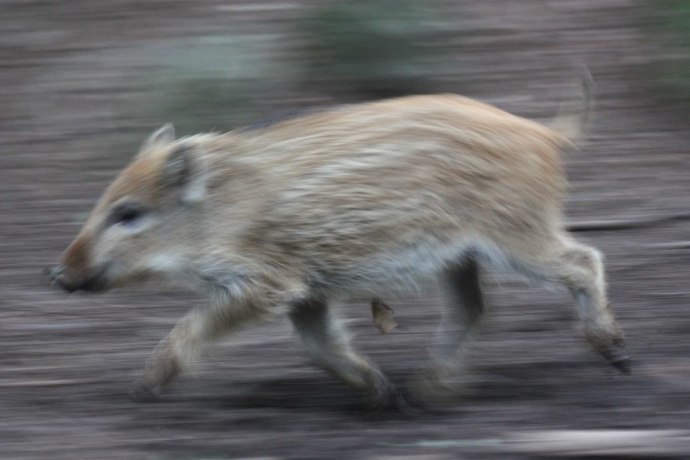 Pig on the run