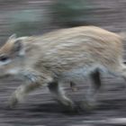 Pig on the run