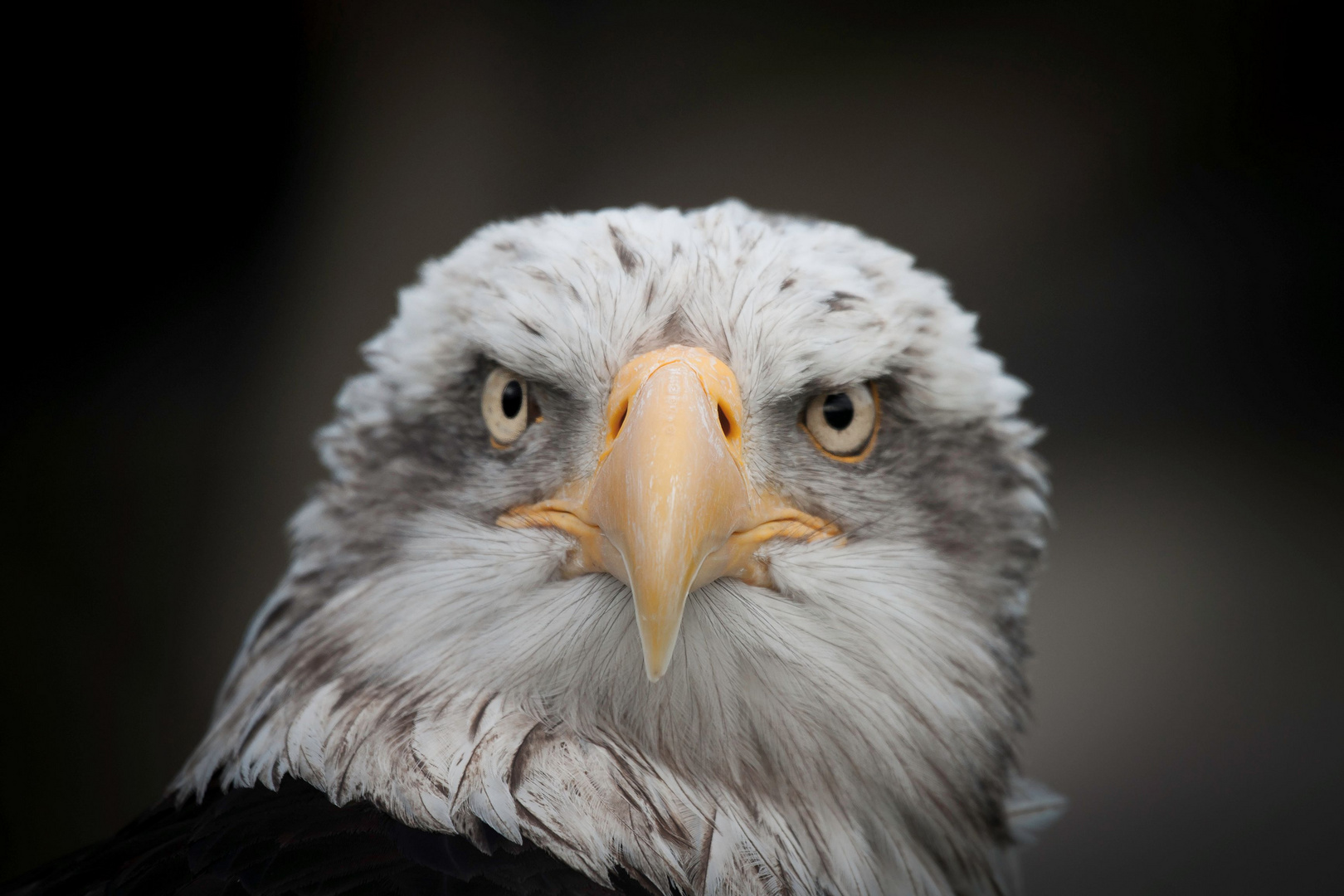 Pigargo Americano (Haliaeetus leucocephalus)