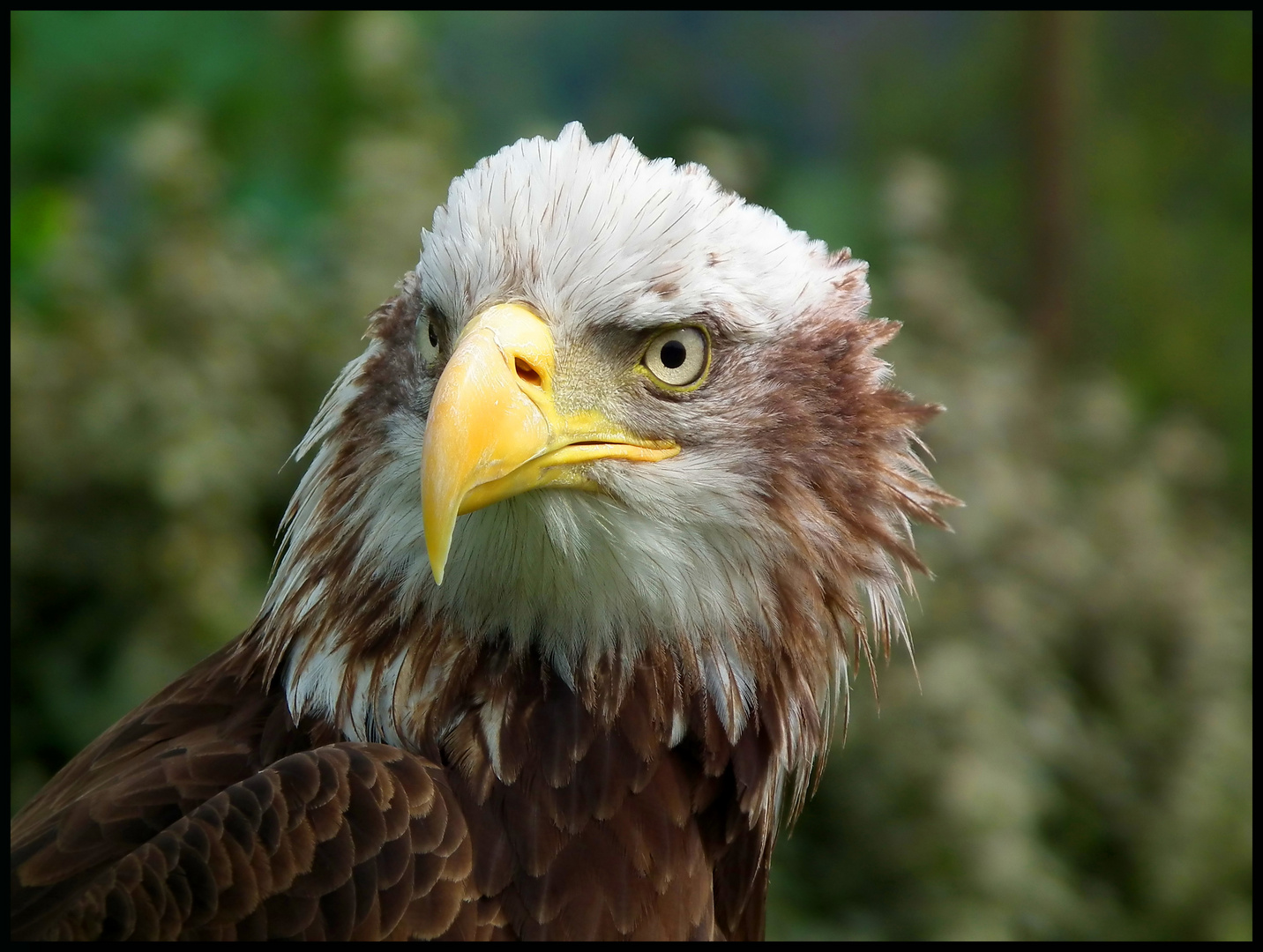 Pigargo americano(Aguila calva)