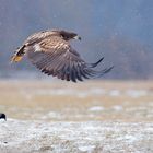 PIGARGO EN VUELO