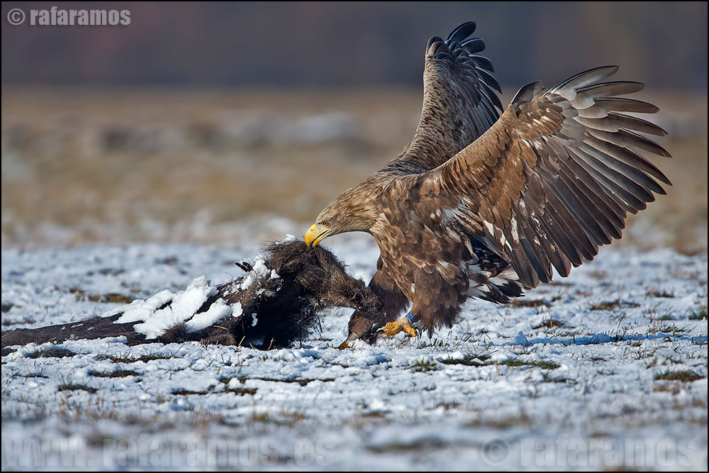 PIGARGO EUROPEO