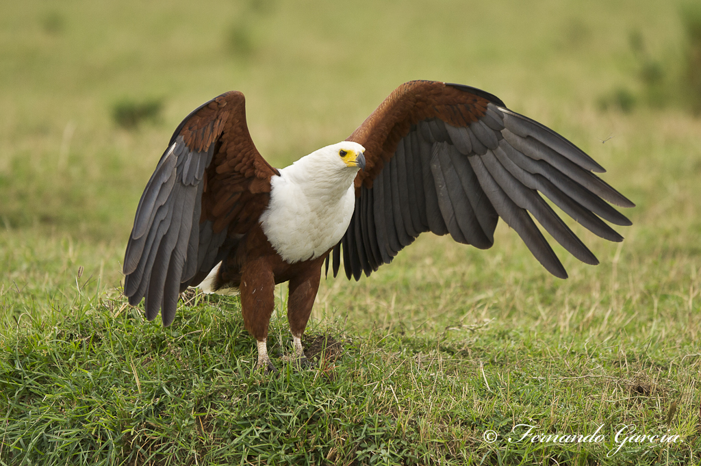 pigargo vocinglero