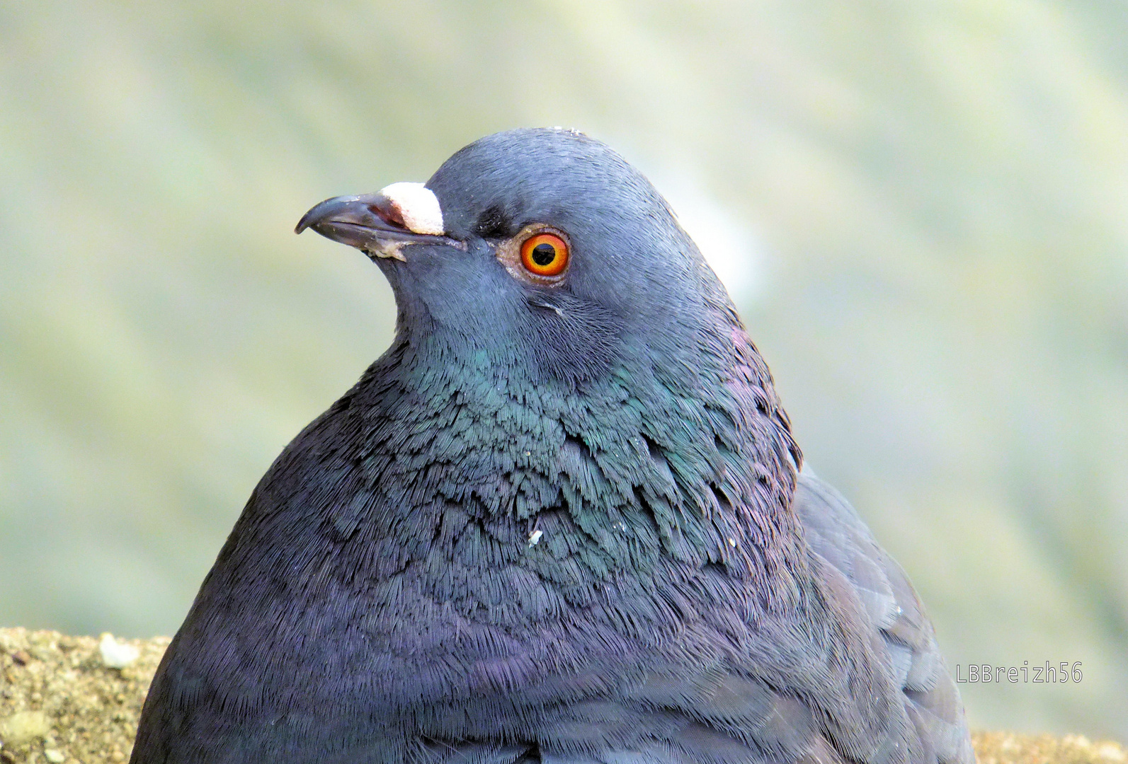 pigeon