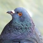 pigeon