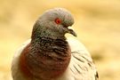 Pigeon de Dylan Koller 