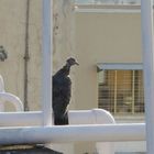 Pigeon 2