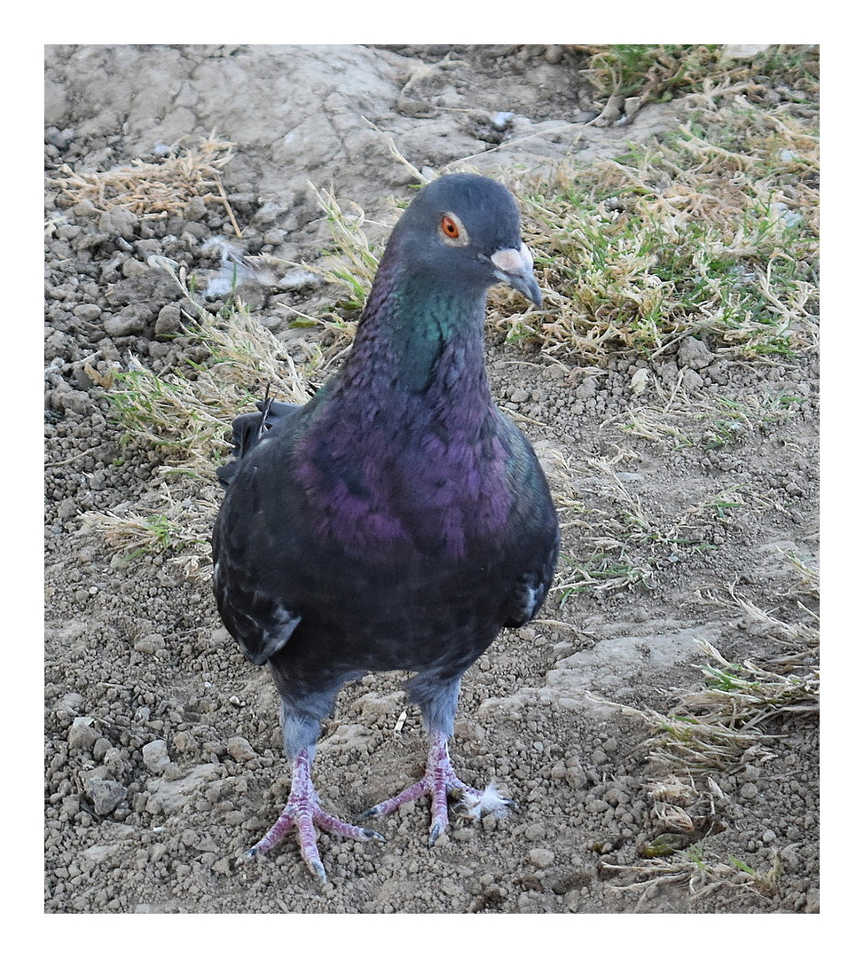 pigeon 3