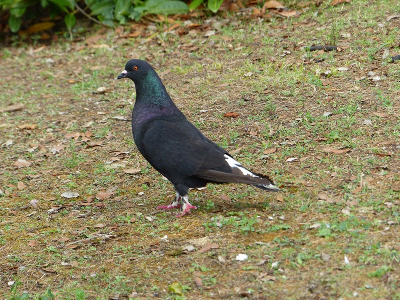 Pigeon