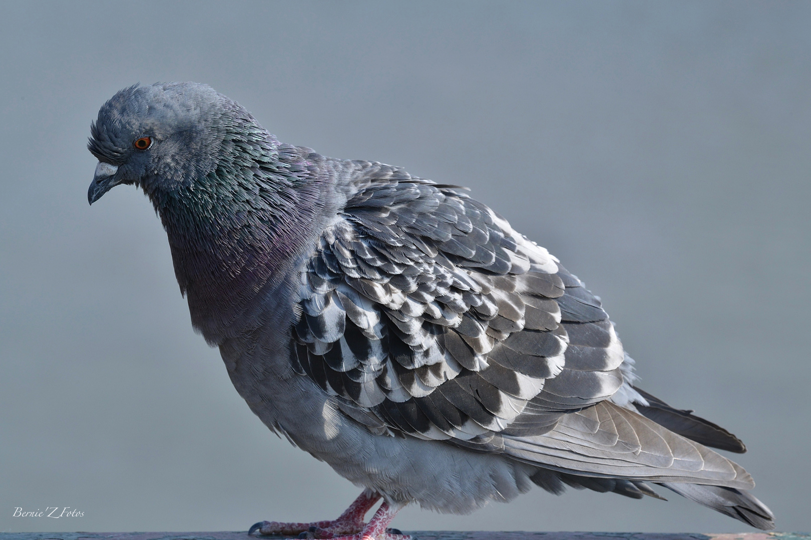 Pigeon