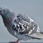 Pigeon