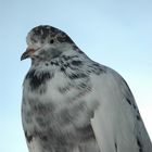 Pigeon