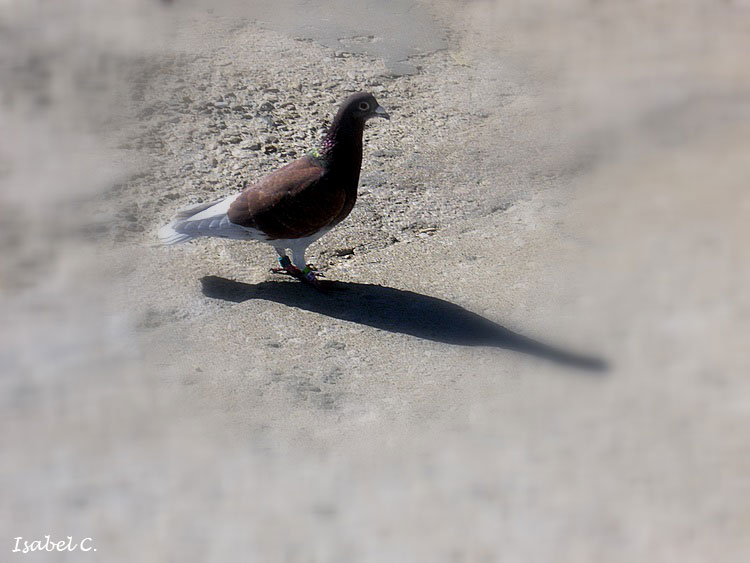 Pigeon