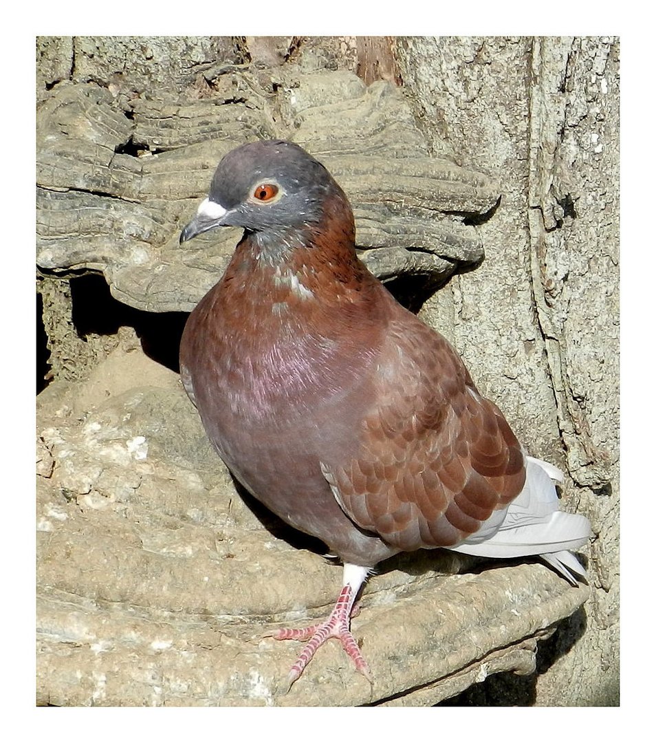 pigeon