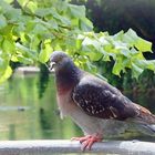 Pigeon 