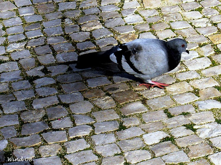 Pigeon