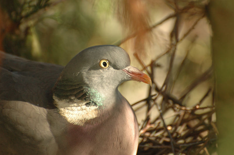 pigeon