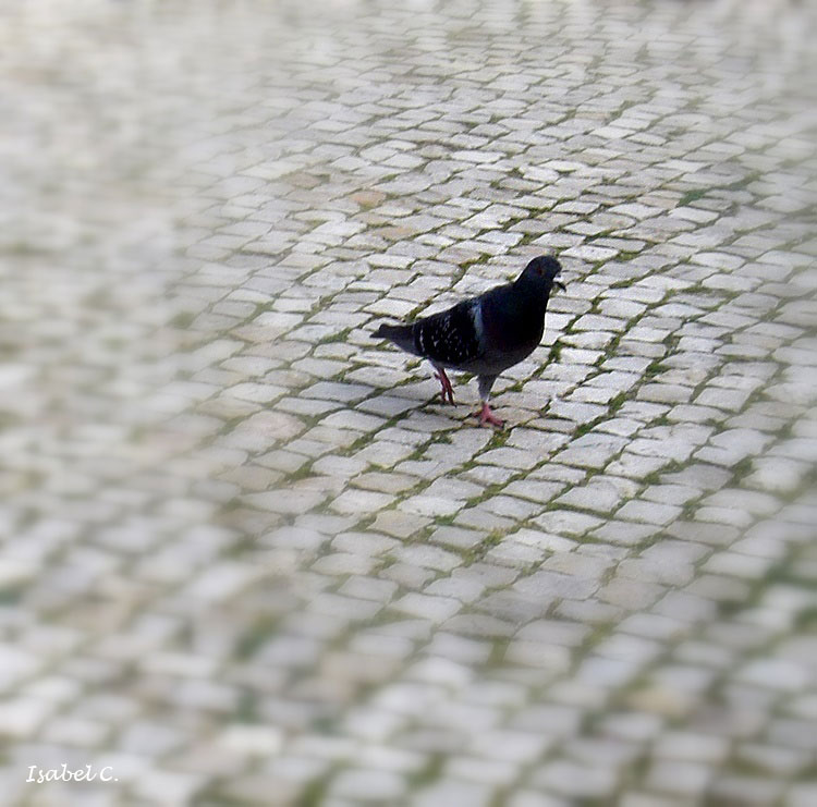 Pigeon