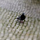 Pigeon